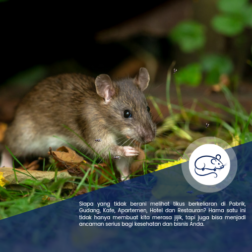 Jasa Pembasmi Tikus