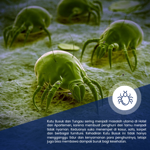 Jasa Pembasmi Tungau