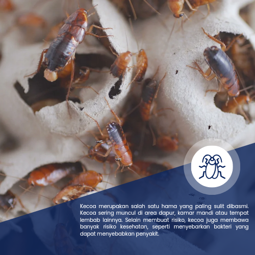 Jasa Pembasmi Kecoa